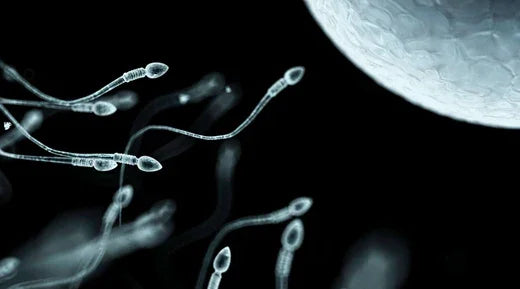 Sperm in different shapes moving towards an egg to inseminate