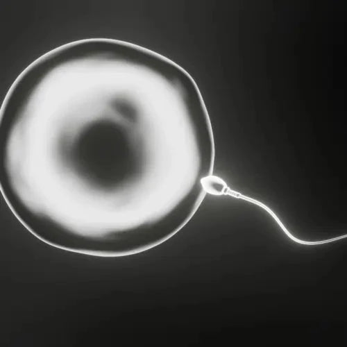 Sperm Entering Egg