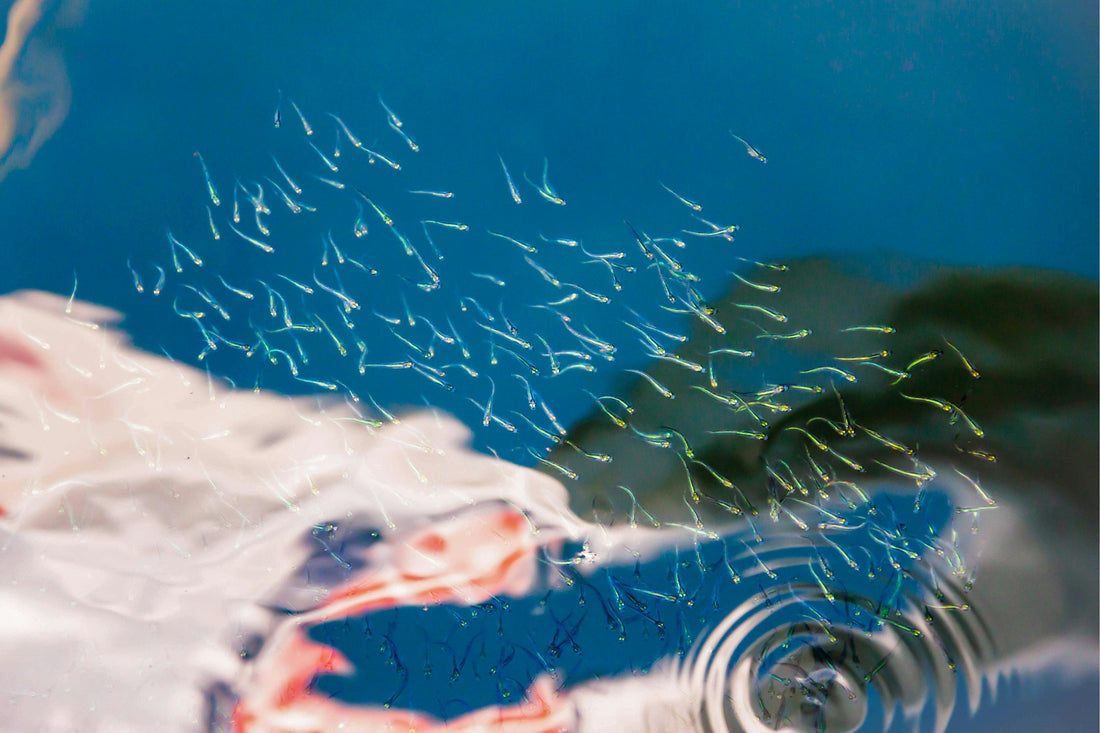 Understanding Low Sperm Motility and What It Means for Your Next Steps